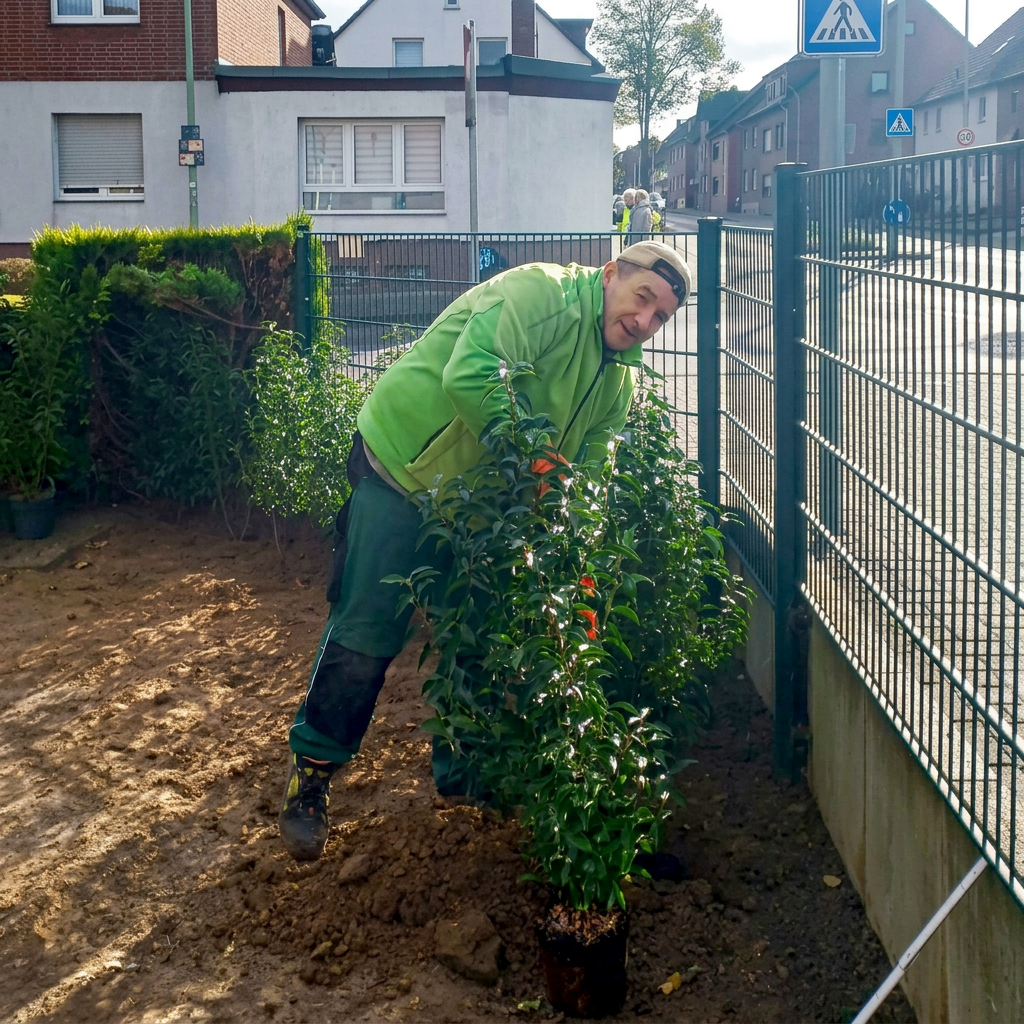 Franz-Josef Hark setzt eine Hecke